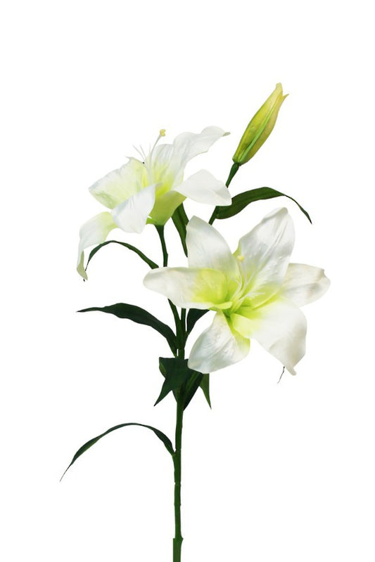 CASABLANCA LILY - WHITE