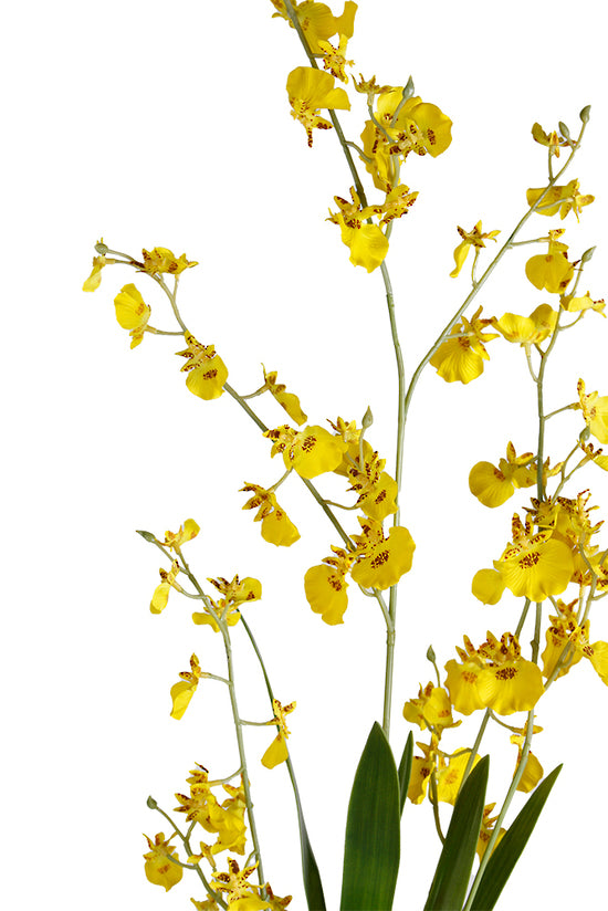 DANCING ORCHID - YELLOW