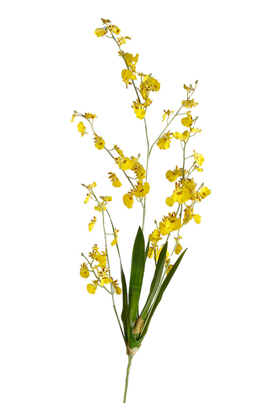 DANCING ORCHID - YELLOW