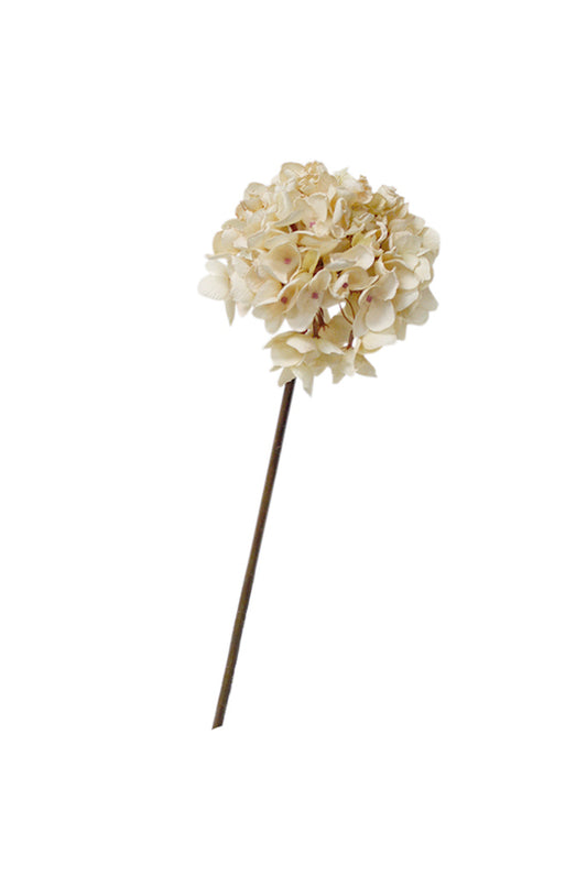 DRIED LOOK HYDRANGEA - CREAM