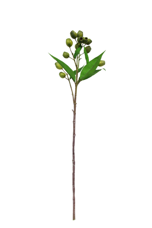 EUCALYPTUS POD WITH GREEN LEAVES - GREEN