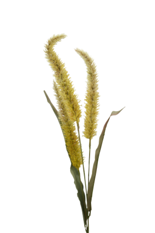 FOUNTAIN GRASS - MUSTARD