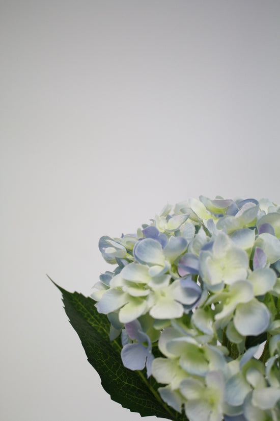 HYDRANGEA SHORT STEM - BLUE