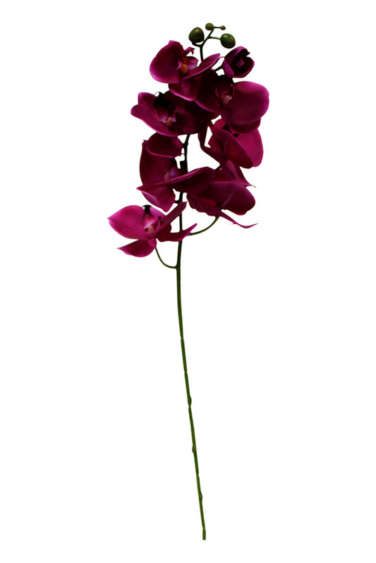 LARGE PHALAENOPSIS - FUSCHIA