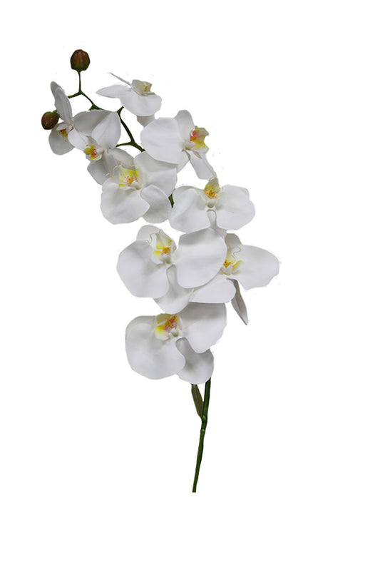 PHALAENOPSIS ORCHID - WHITE