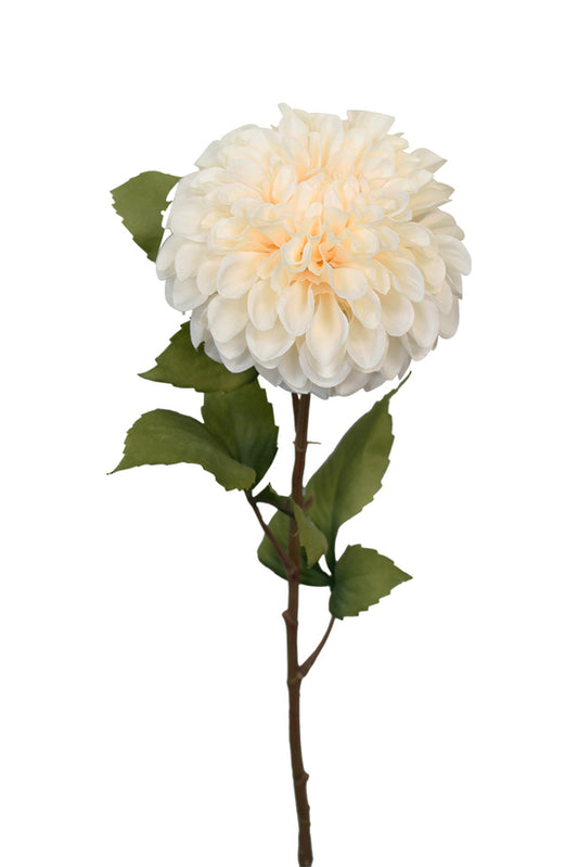 POM POM DAHLIA - CREAM