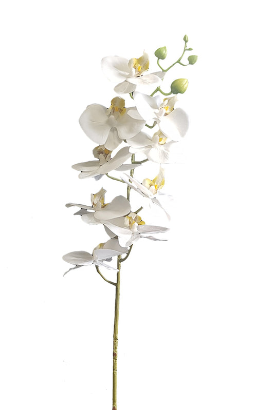 REAL TOUCH MOTH ORCHID - WHITE