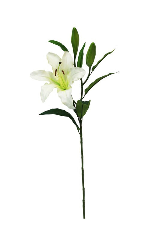 RUBRUM LILY - WHITE