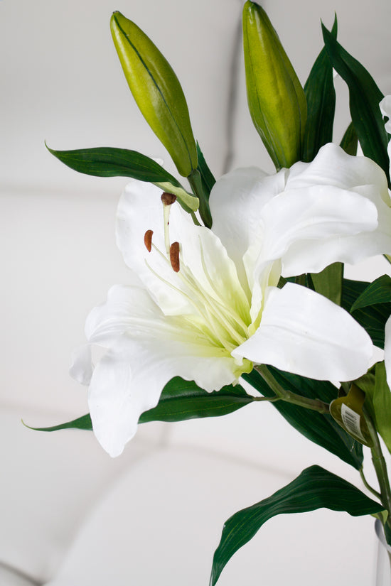 RUBRUM LILY - WHITE