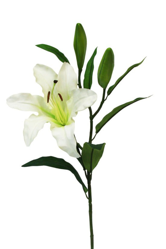 RUBRUM LILY - WHITE