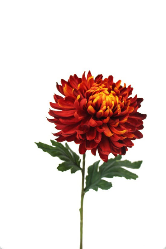 WINTER MUM CHRYSANTHEMUM - ORANGE